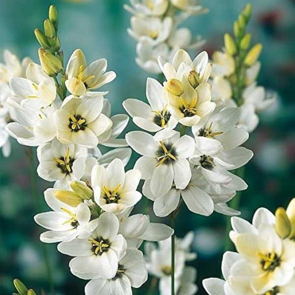 Ixia Flower Bulbs White Colour