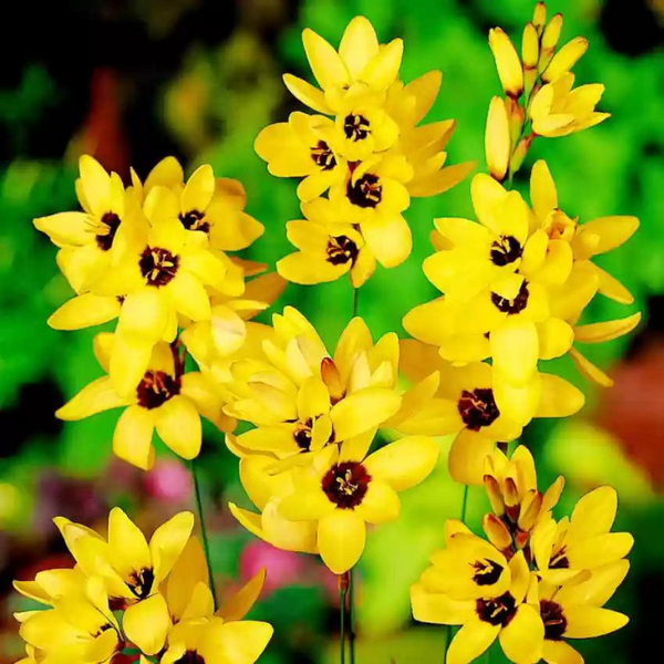 Ixia Flower Bulbs Yellow Colour