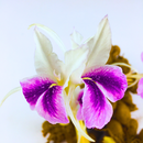 Kaempheria Any Color Flower Bulb