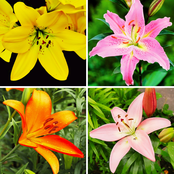asiatic lily flowering season in india Asiatic Lily Lilium Flower Bulb (Any Color)