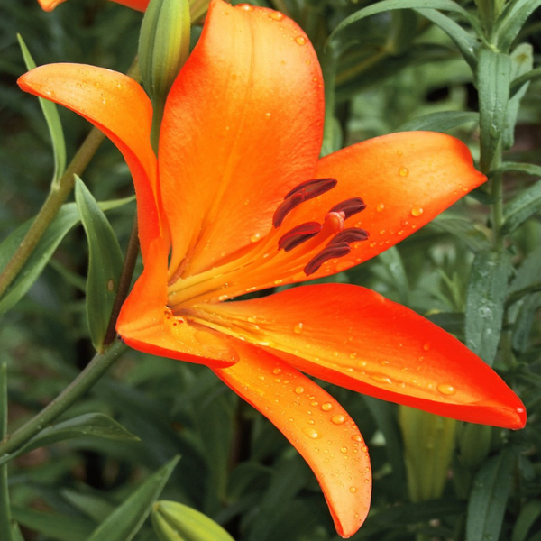 Lilium Asiatic Orange Color Flower Bulb