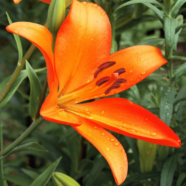 Asiatic Lily Lilium Bulbs Orange Color | Flower Bulb