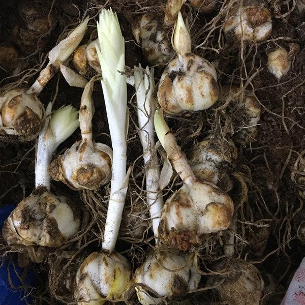 Asiatic Lily Lilium Bulbs Orange Color