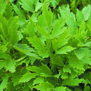 Lovage Herb Seeds