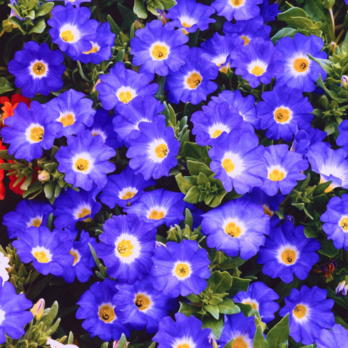 Nolana Blue | Flower Seeds
