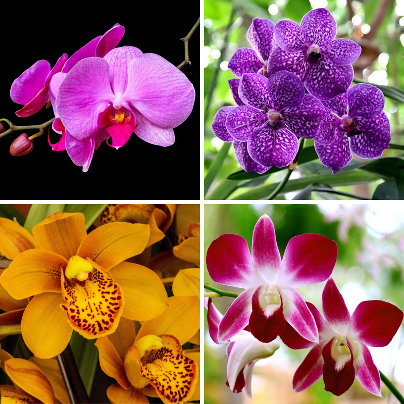 Orchid Bulbs Any Color Flower Bulbs