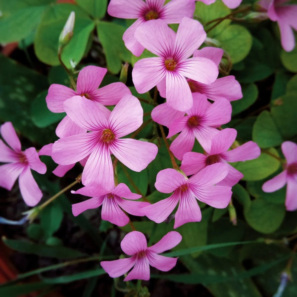 Oxalis Pink Color Flower Bulb