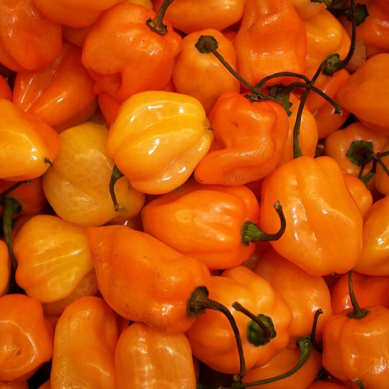 Pepper Habanero Orange Chilli Seeds | Exotic Vegetable Seeds