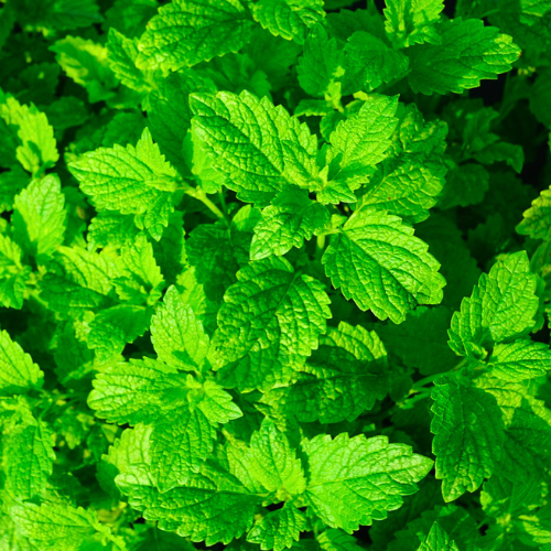 Peppermint Pudina Herb Seeds