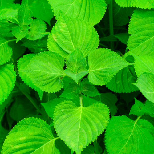 Perilla Shiso Green | Herb Seeds