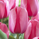 Tulip Pink Impression Flower Bulb