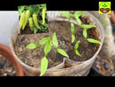 Pepper Sweet Banana Chilli Seeds | Exotic Vegetable Seeds