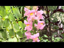 Antirrhinum Snapdragons Mixed Color Flower Seeds