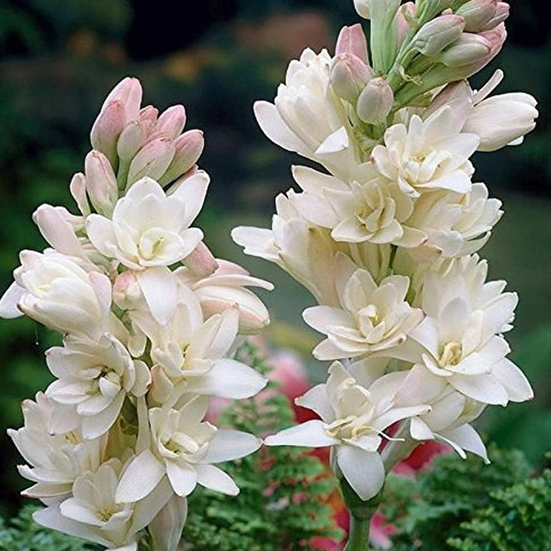 Rajnigandha Tuberose Double Petal Flower Bulbs