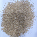 Long Grass Aquarium Seeds | Aquarium Carpet Plants Seeds