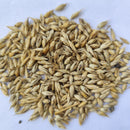 Bamboo Calostachyus Plant Seeds