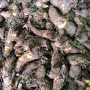 Canna Lily Red Color Flower Bulb