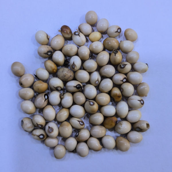 Gunja Safed White Gunja | Abrus Precatorius White Chirmi | Herb Seeds