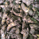 Canna Lily Yellow Color Flower Bulb