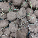 Stephania Erecta Plant Leaf Bulb