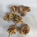 Calla Lily Zantedeschia Pink Color Flower Bulb