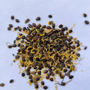 Acacia Yellow Flower Seeds | Flower Tree Seeds