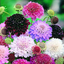 Scabiosa Tall Mix Color | Flower Seeds