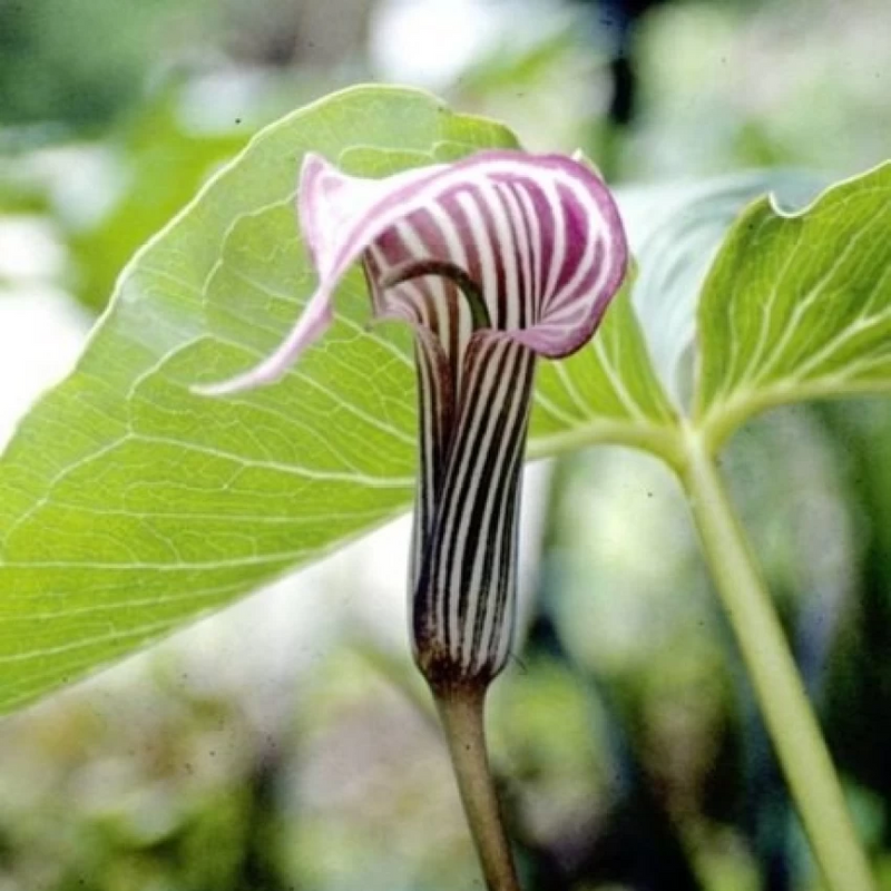 Snake Lily | Arisaema Lily Flower  Bulb