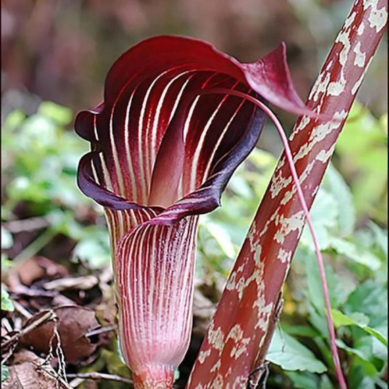 red snake plant flower Snake Lily