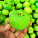 Tinda Round Gourd | Vegetable Seeds