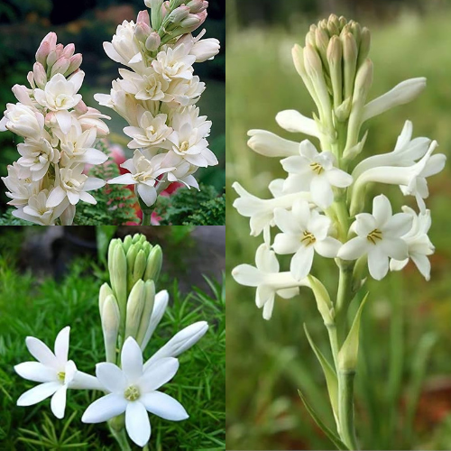 Rajnigandha Tuberose Mix Flower Bulbs