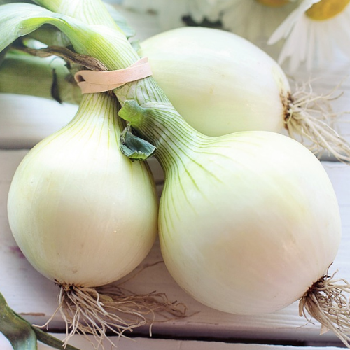 White Onion Seeds | Vegetable Seeds