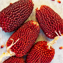 Ziermais Erdbeermais | Ornamental Red Maize