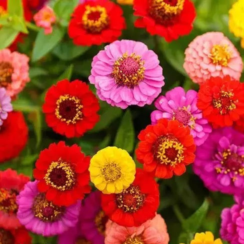 Zinnia Lilliput Mix Color | Flower Seeds