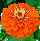 Zinnia Double Orange Color Flower Hybrid Seeds