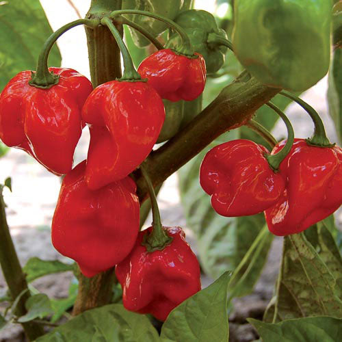 Caribbean Red Habanero Pepper | Exotic Vegetable Seeds