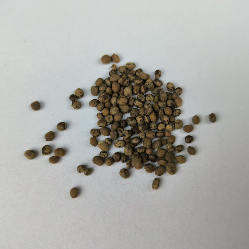 rose balsam seeds Balsamine Rose Flower Seeds