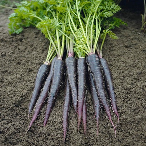 Carrot Black Wonder | Exotic Vegetable Seeds