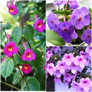 Achimenes Any Color Flower Bulb