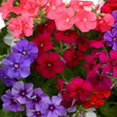 Achimenes Any Color Flower Bulb