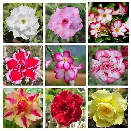 Adenium All Color Adenium Any Color Flower Seeds (Set of 5 seeds)