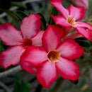 Adenium Pink Color Hybrid Flower Seeds (Set of 5 seeds)