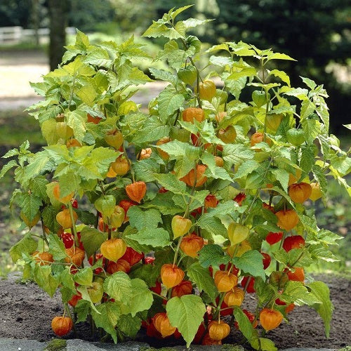 gooseberry plant from seed Alkekengi Cape Gooseberry Fruit Seeds