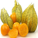 Alkekengi Cape Gooseberry Fruit Seeds