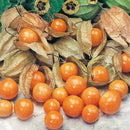 Alkekengi Cape Gooseberry Fruit Seeds