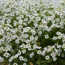Alyssum Snow Carpet Flower Seeds