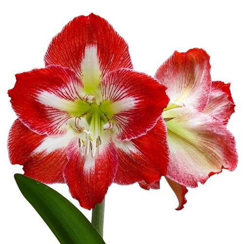 Amaryllis Lily Mix Color Flower Bulb  (Set Of 02 Bulbs)