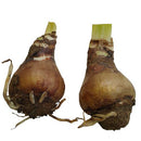 Amaryllis Lily Single Petal Any Color Flower Bulb