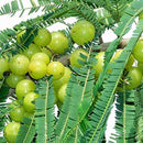 Amla Gooseberry Plant Seeds | Fruit Seeds