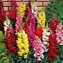 Antirrhinum Snapdragons Mixed Color Flower Seeds